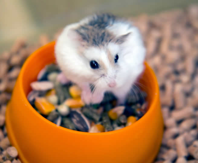 Veterinární klinika OK-VET
