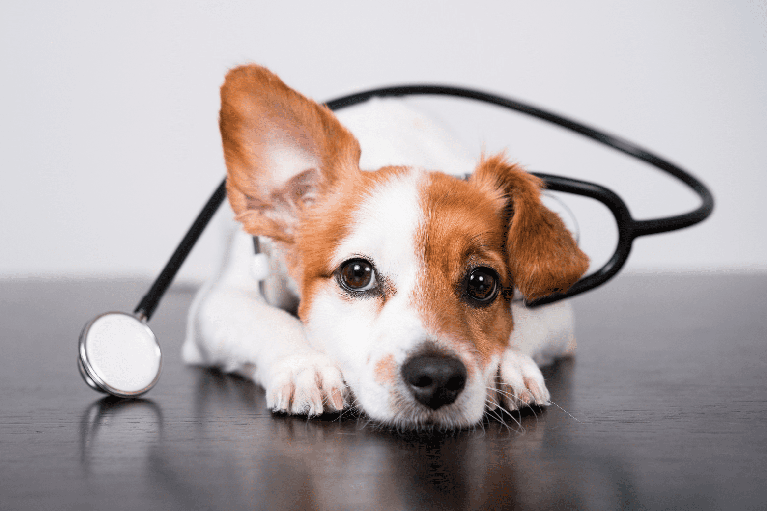 Veterinární klinika OK-VET