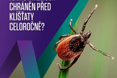 Bravecto injekce – celoroční ochrana psů před blechami a klíšťaty